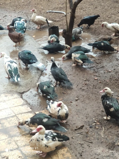 Canards adulte en bonne santé  élevage local