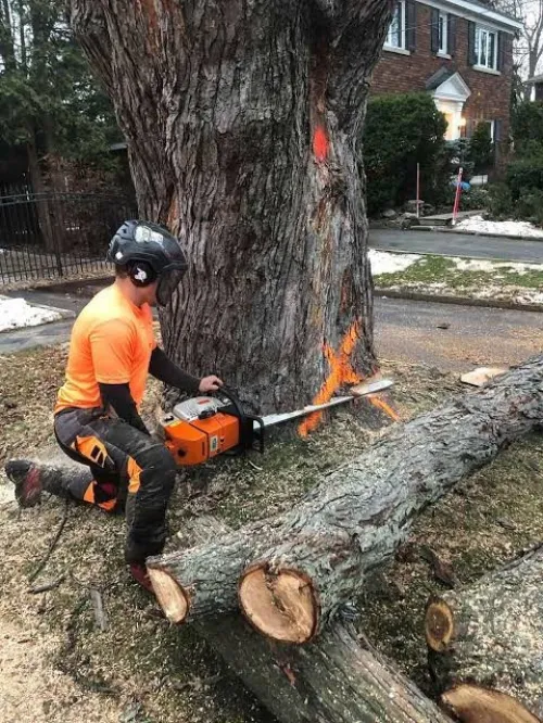 Abattage, élagage et Taille des arbres 