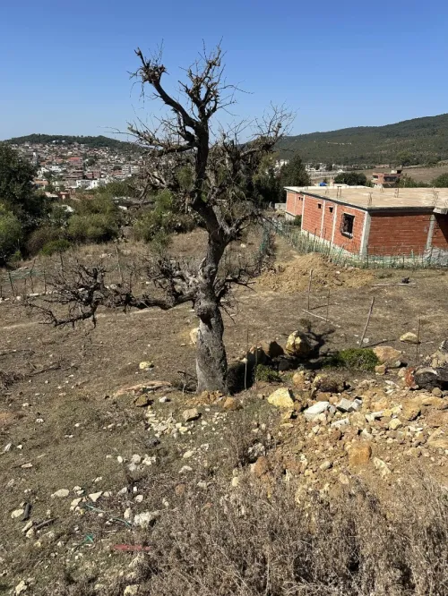 Vente Terrain El Tarf El aioun
