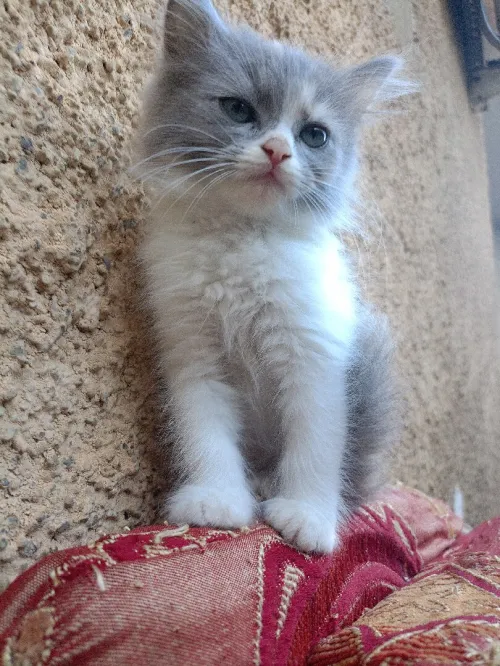 Petite chatte persan 