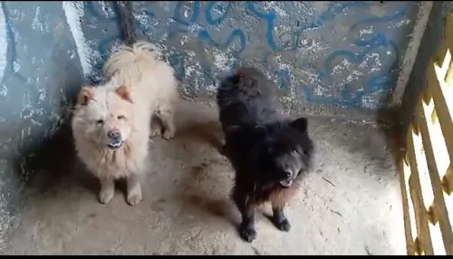 Couple chow chow