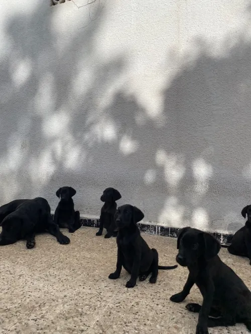 Labrador