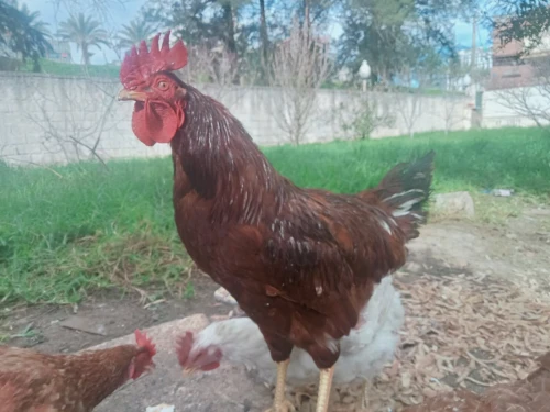 فروج