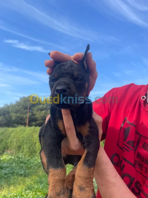 Doberman