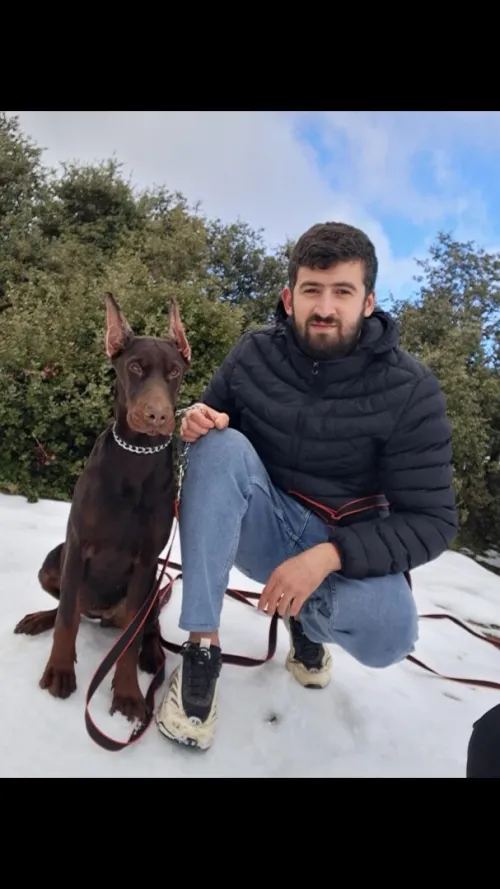 Doberman