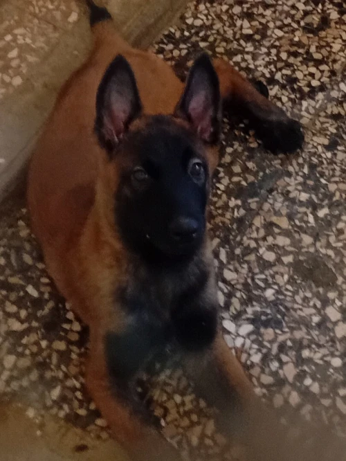 Malinois 