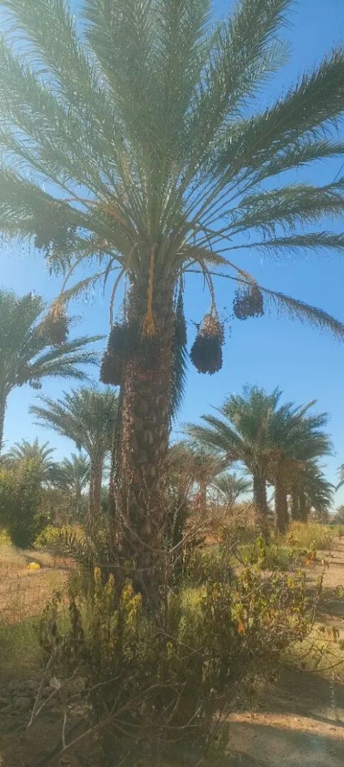 Vente Terrain El Menia Hassi Fehal