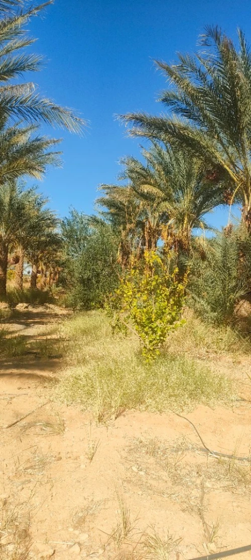 Vente Terrain El Menia Hassi Fehal