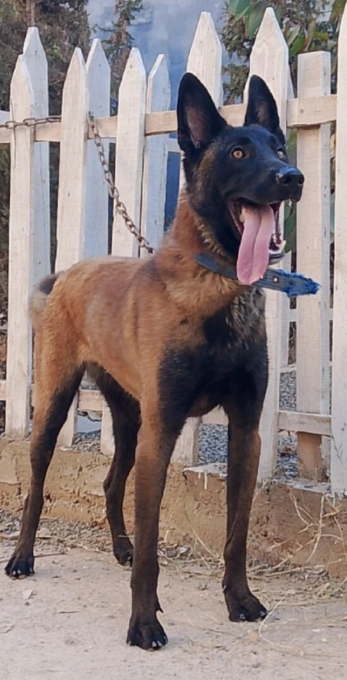 Femelle malinois pure race 