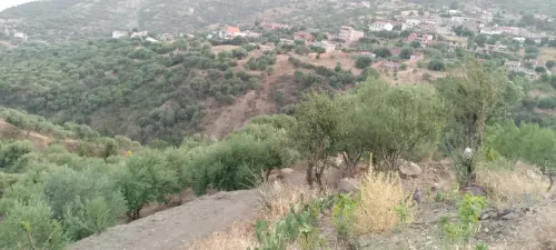 Vente Terrain Béjaïa Beni mellikeche