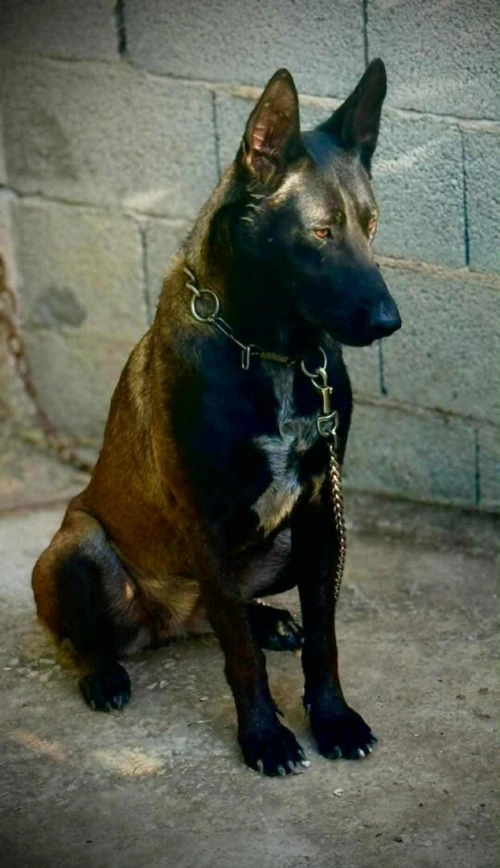 Malinois
