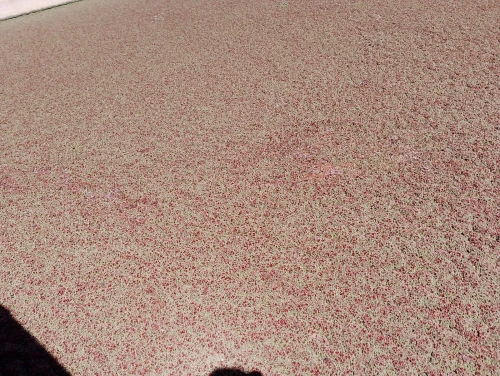 Azola 