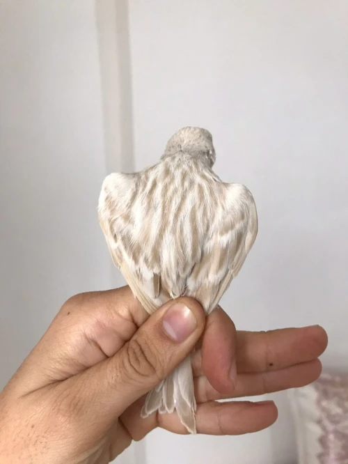 canari satiné blanc récessif et canari satiné mosaique jaune