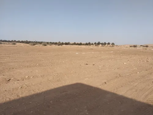 Vente Terrain Agricole Ouled Djellal Ouled Djellal