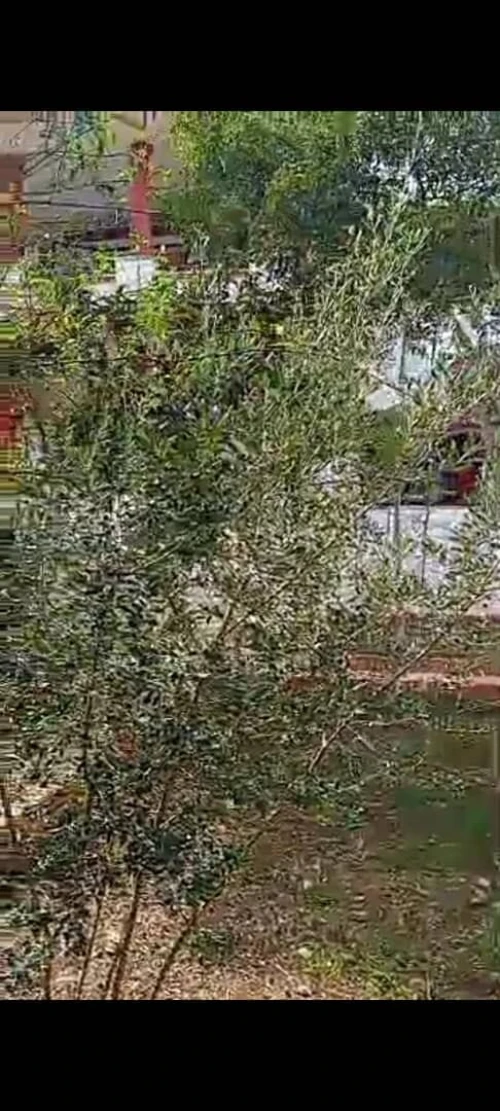 Vente Villa Alger Hydra