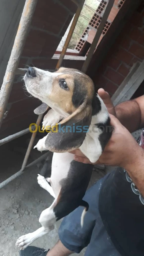 Chien chienne de chasse