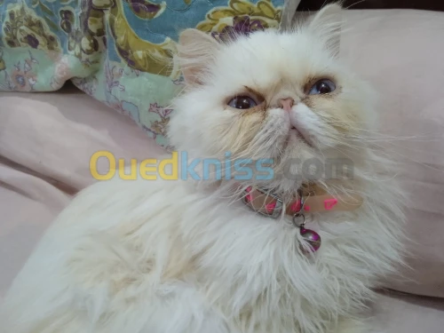 Chat Himalaya peke face 