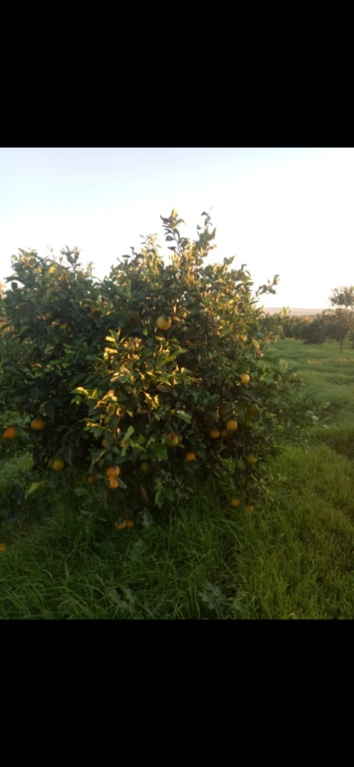 Vente Terrain Agricole Tlemcen Hennaya