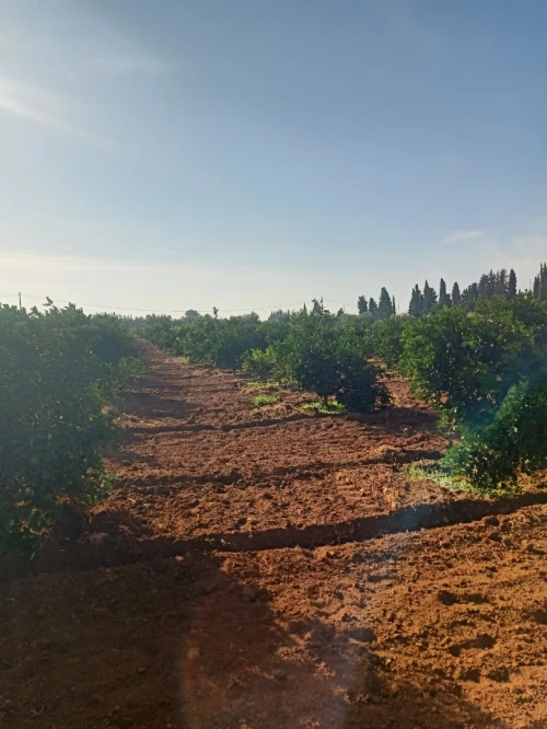 Vente Terrain Agricole Tlemcen Hennaya