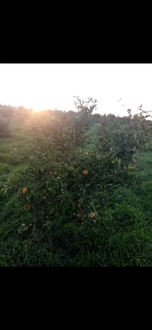 Vente Terrain Agricole Tlemcen Hennaya