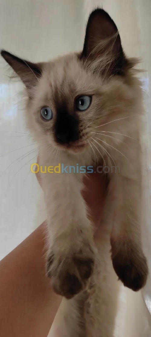 Chaton à vendre 