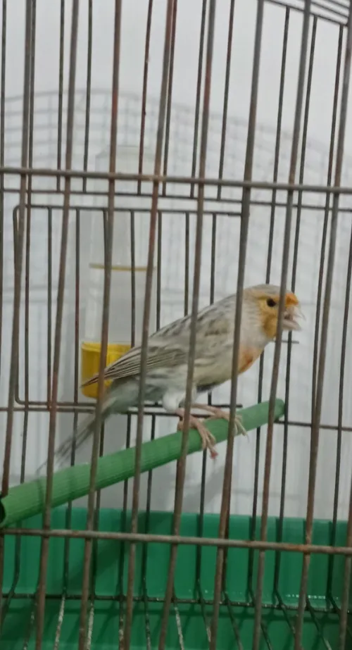 مال اقات