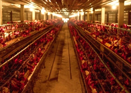 batterie poule pondeuse 