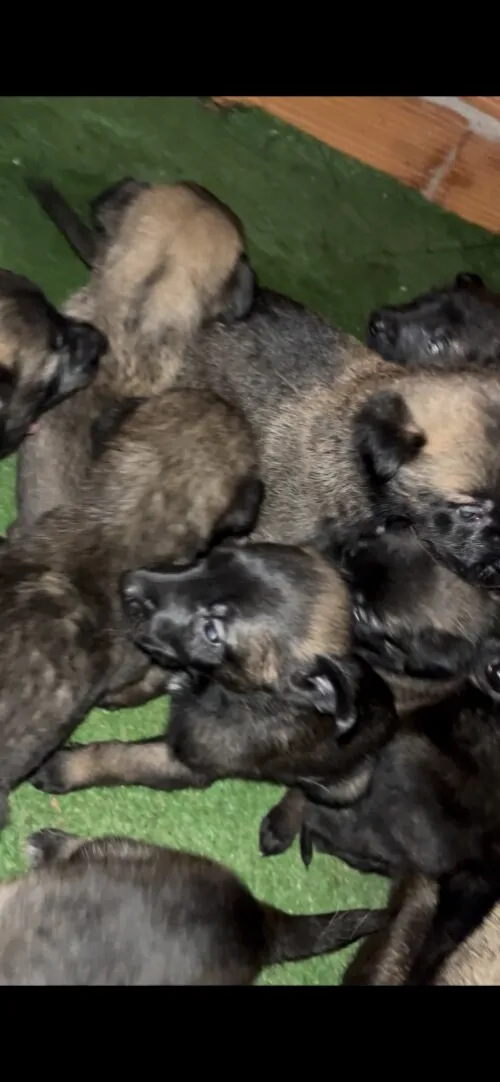 Magnifiques chiots Malinois pure race  parents avec papiers