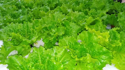 لوازم الزراعة المائية  Hydroponics 