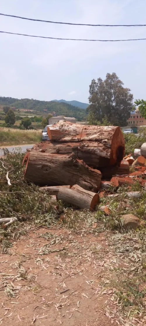 Abattage et élagage des arbres et espaces verts 