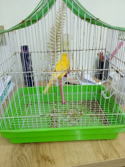 Canari كناري