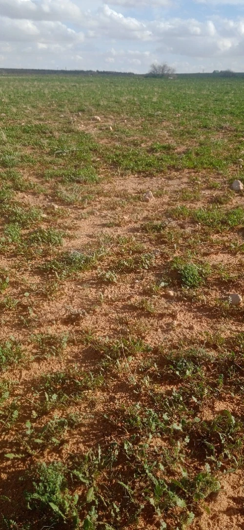 Vente Terrain Agricole Djelfa Djelfa