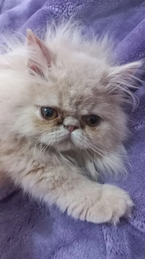 Chat peaky face femelle 1 an et 3 mois