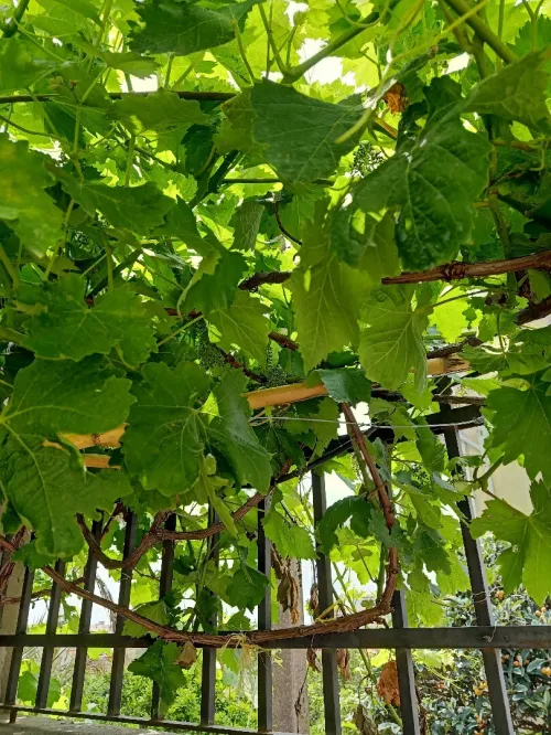 Vente Villa Alger Draria