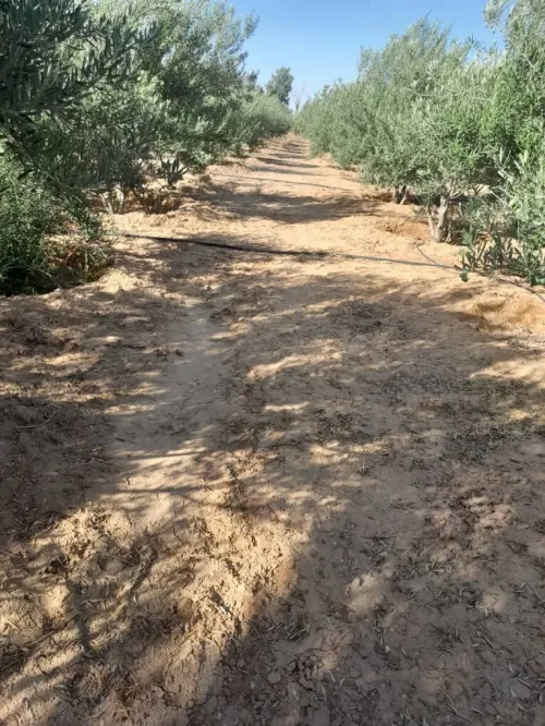 Vente Terrain Agricole Biskra Oumache