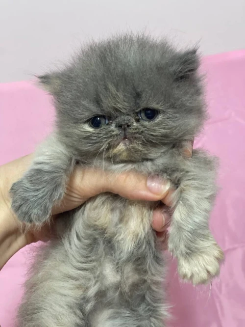 Chat persan moon face