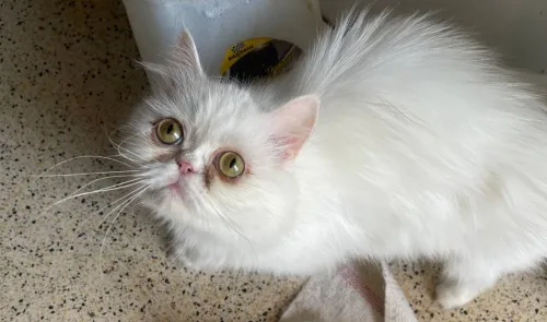 Chat persan moon face