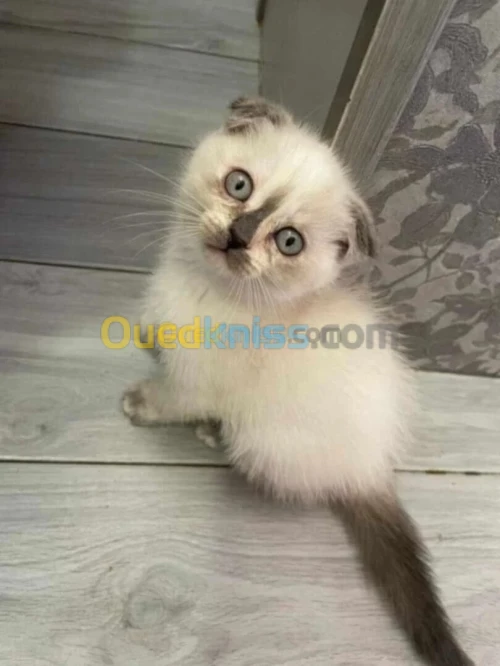 chat persan scottish fold 