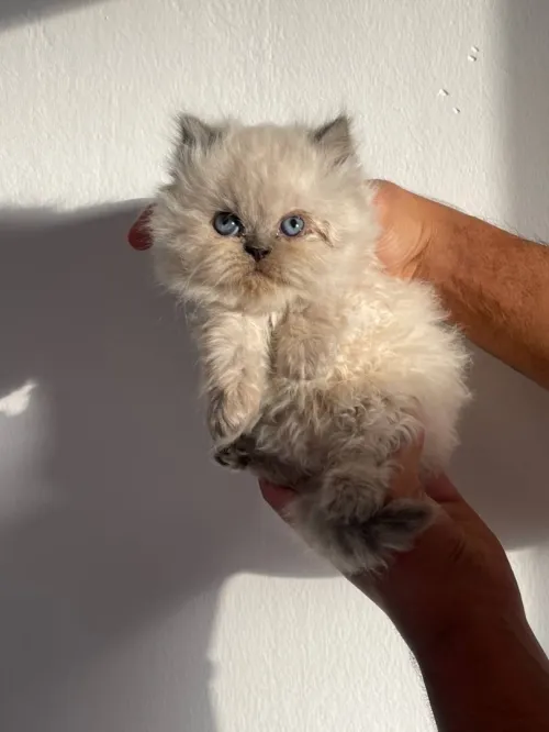 Chat persan moon face chinchila