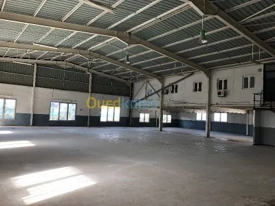 Vente Hangar Tipaza Kolea