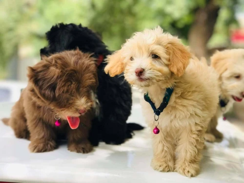 vente de caniche bichelon nain de deux mois