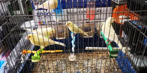 Vend des canaris adultes