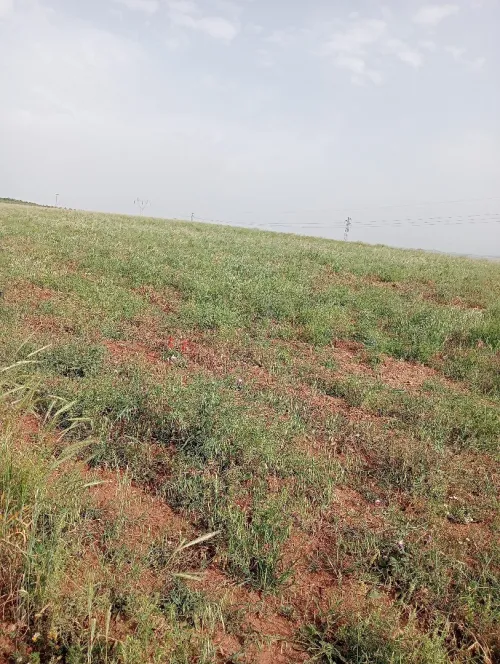 Vente Terrain Agricole Aïn Defla Djendel
