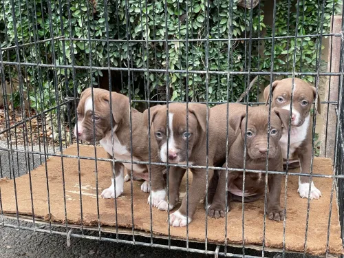 Pitbull red nose