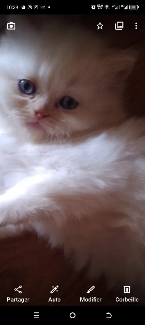 Chat persan chinchilla