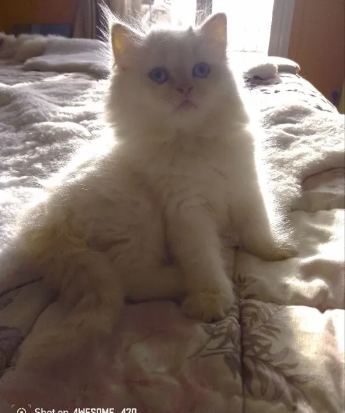Chat persan chinchilla
