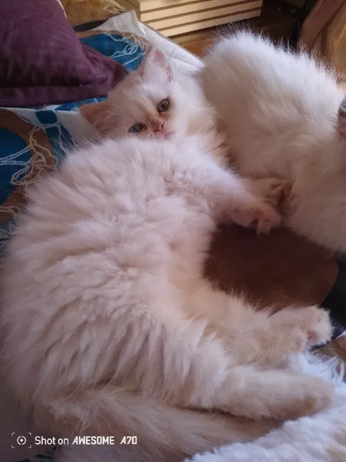 Chat persan chinchilla