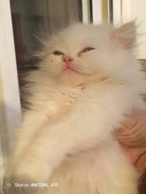 Vend chatons persans