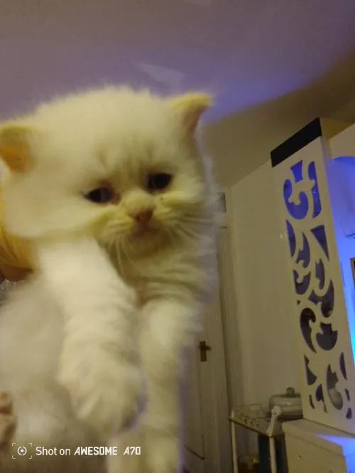 Vend chatons persans