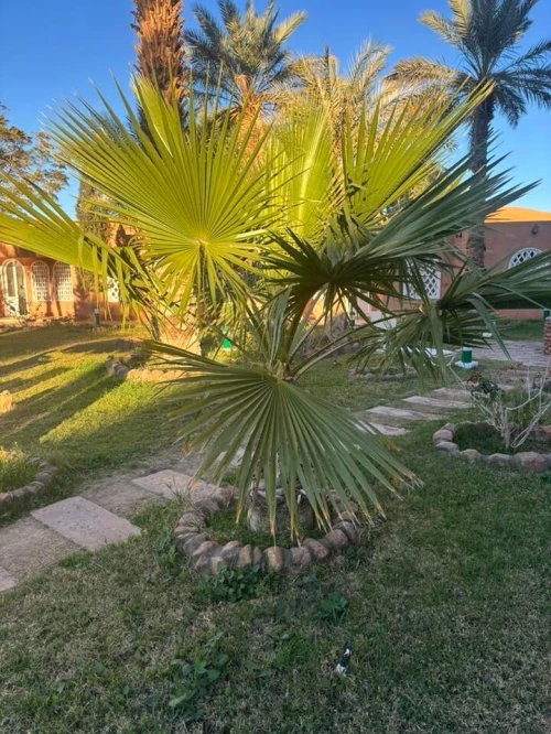 Vacances de Printemps à TAGHIT Du 25 AU 28 Mars  par avion et vivez le désert en grand confort à l'hotel SAOURA